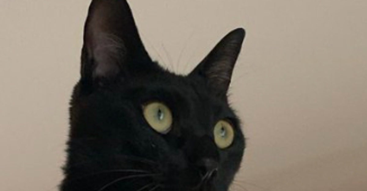 “火星人のような黒猫”が発見される⇨想像以上の謎フォルムに「どうなってんですか？？」「度肝抜かれました」