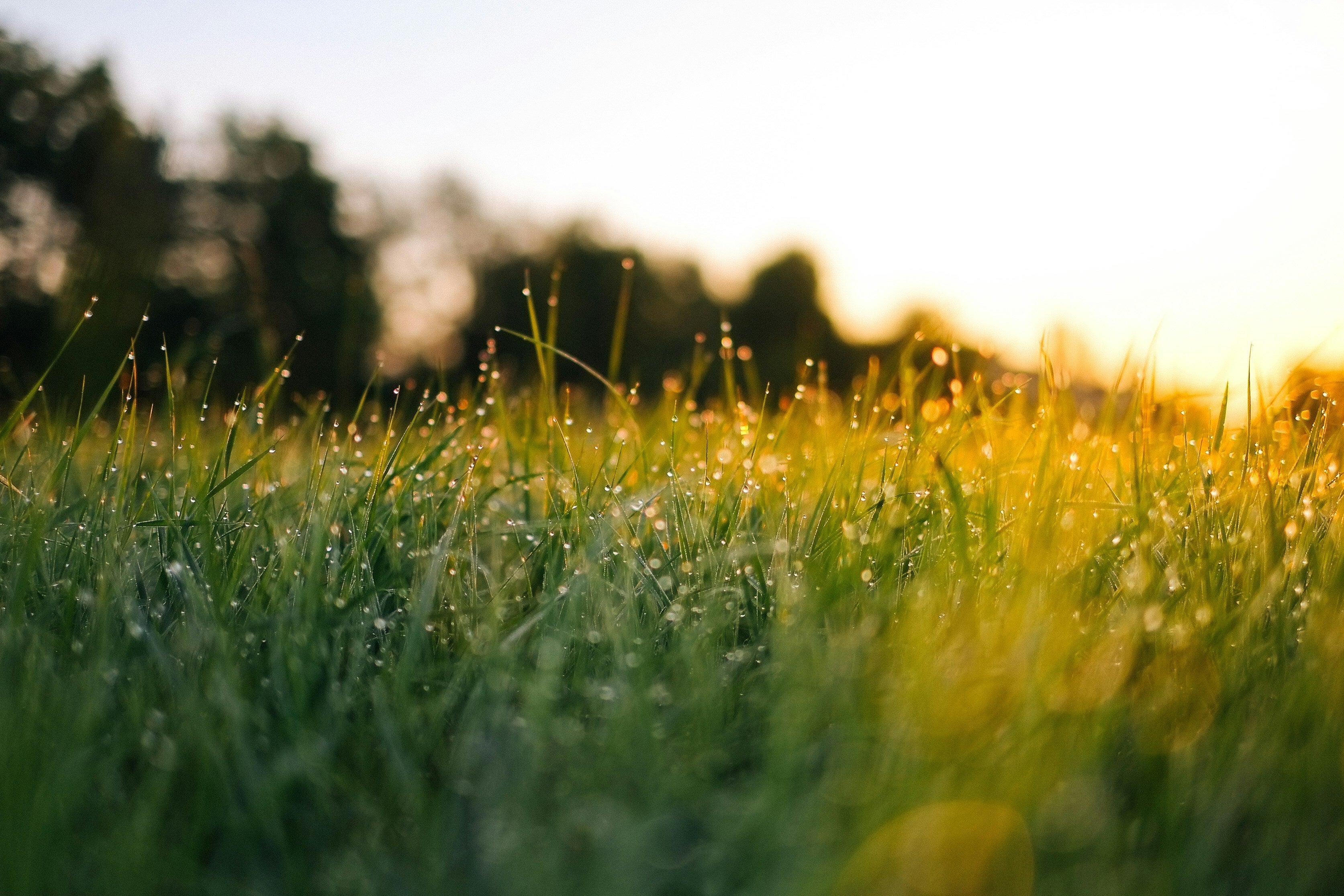 Why Binning Your Grass Clippings Is a Huge Mistake For Your Garden