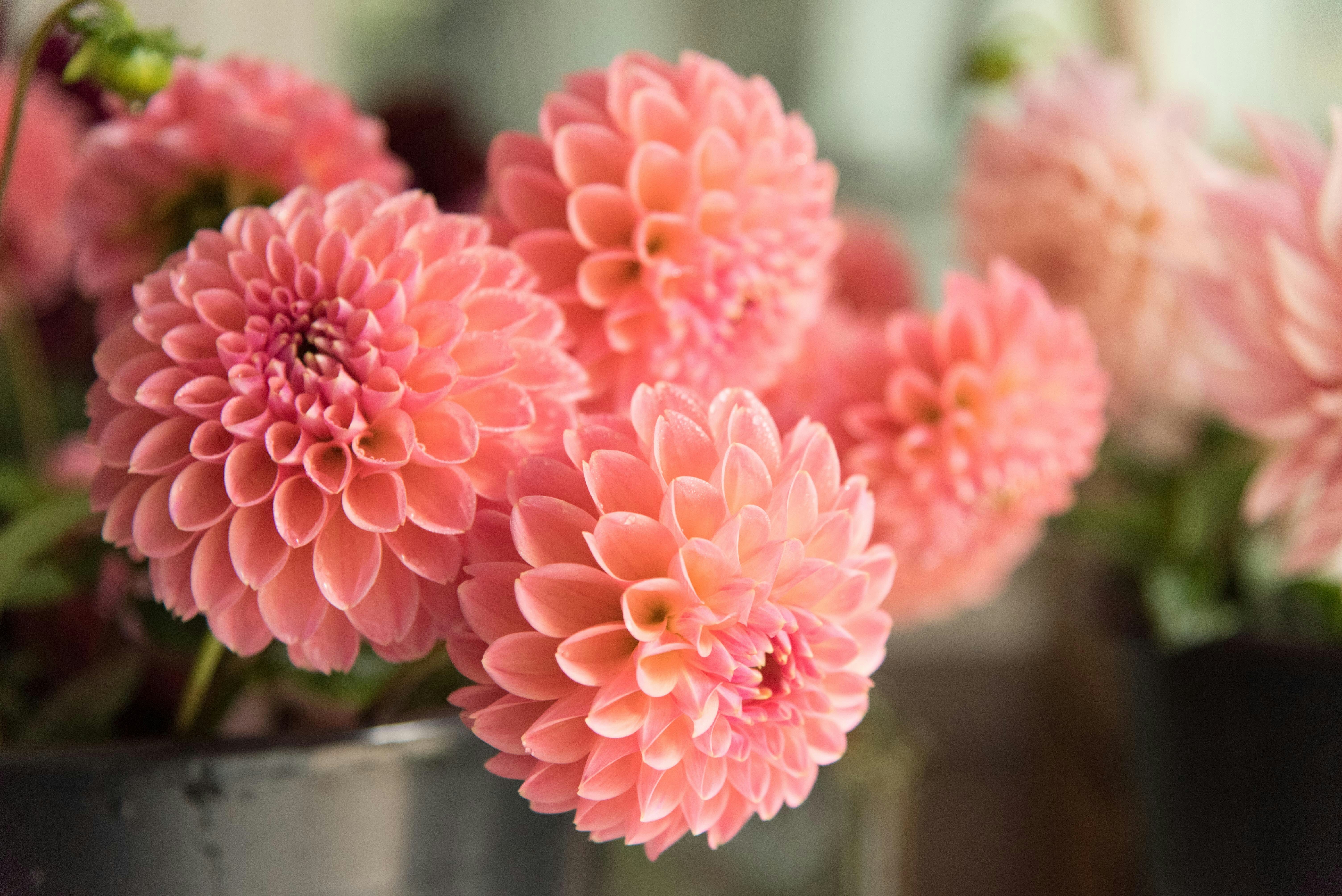 The Exact Planting Window You Need To Catch For Explosive Summer Dahlias