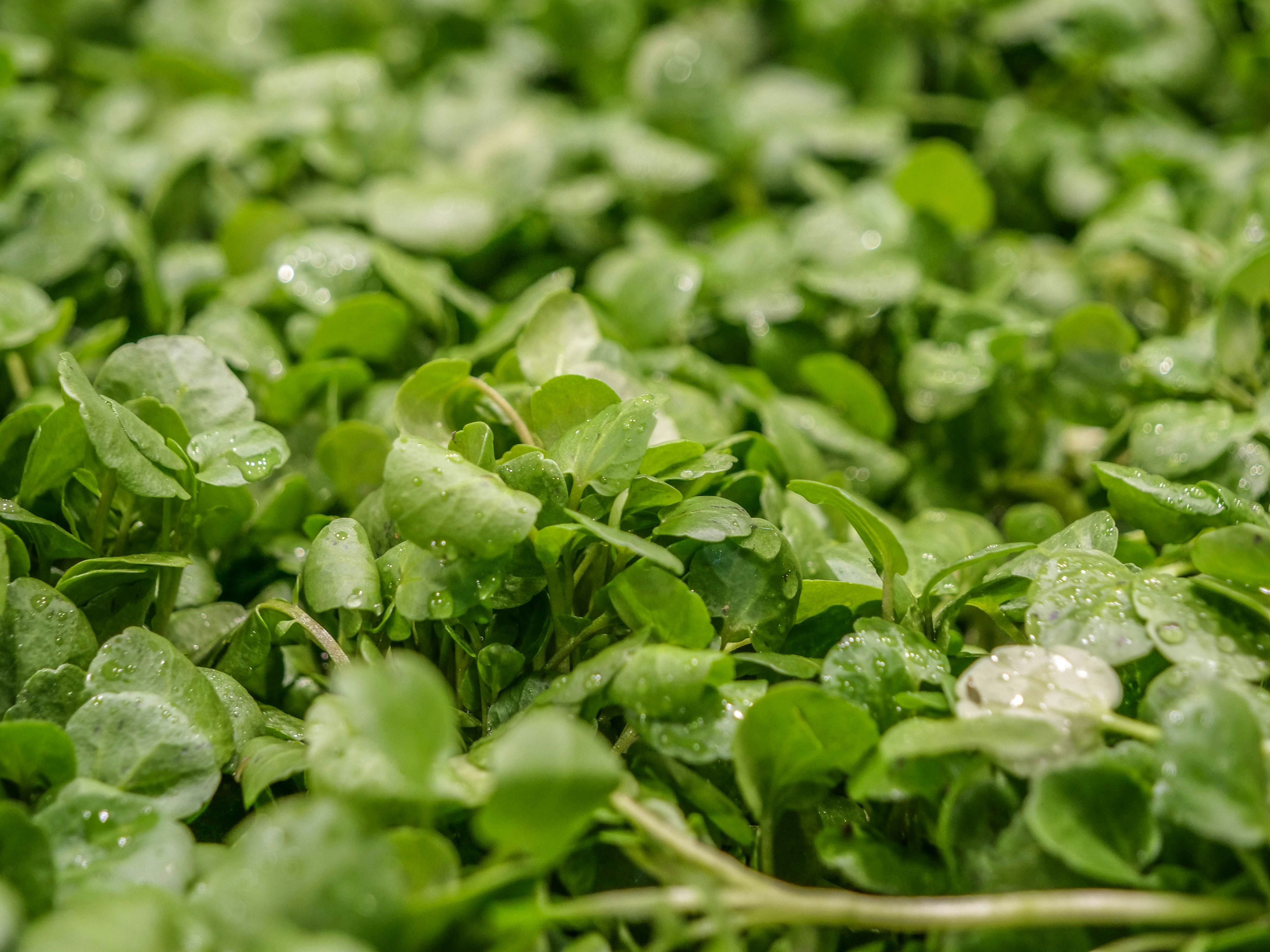 The 'Powerhouse' Veg That Could Boost Heart, Bone And Eye Health
