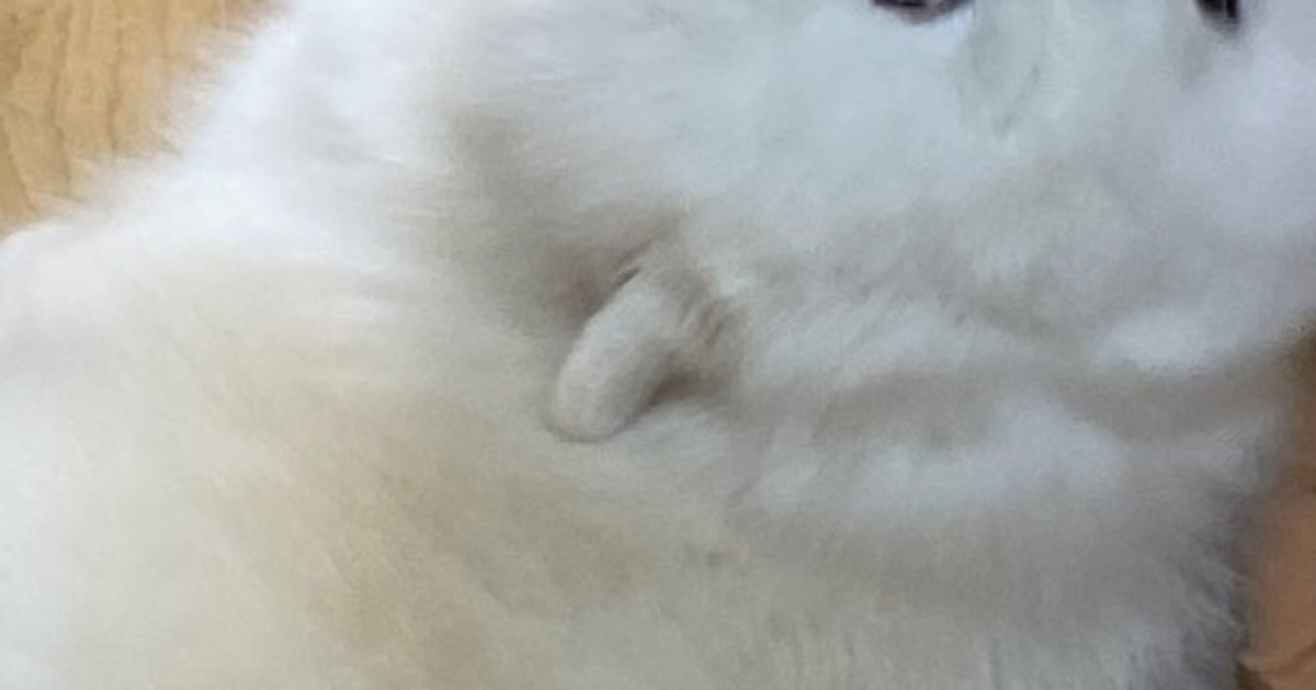 子どもを見守る犬、癖が強すぎる⇒「面白すぎ」「ガン見してる」と爆笑