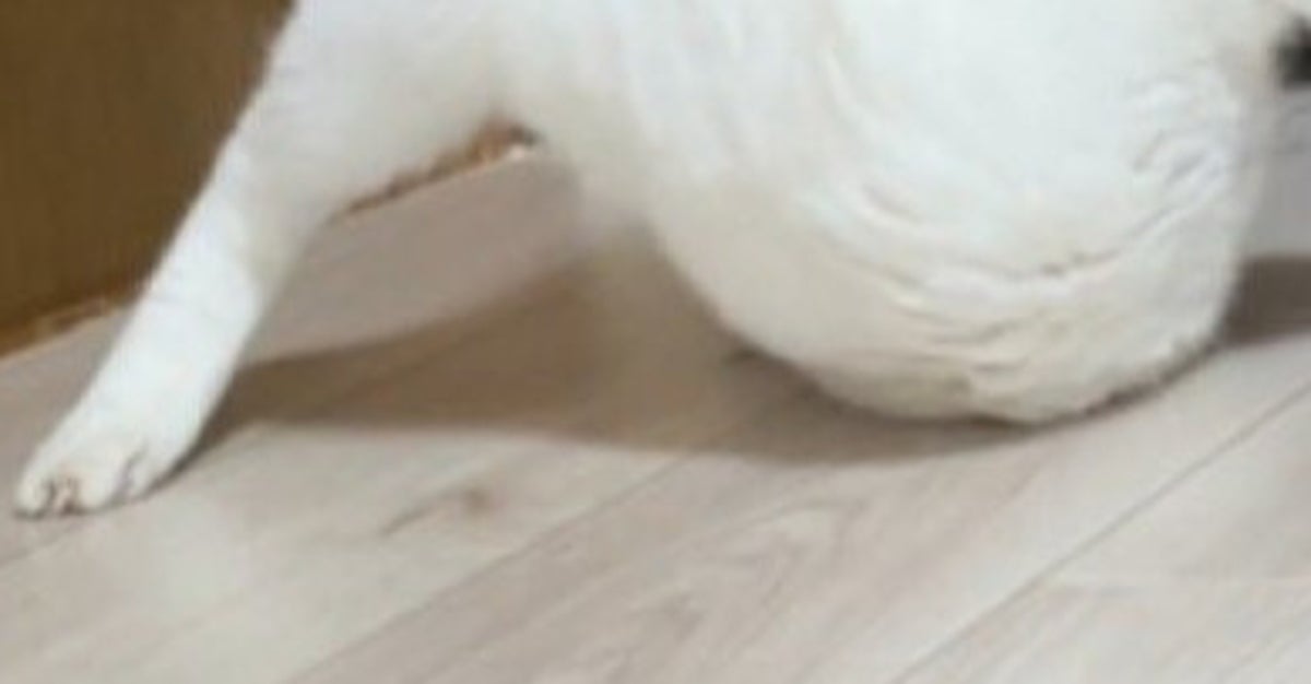 愛猫の「変な形」ポーズにネット爆笑⇨「柔軟性高すぎる！」「ポケモンのイシツブテに見える」の声