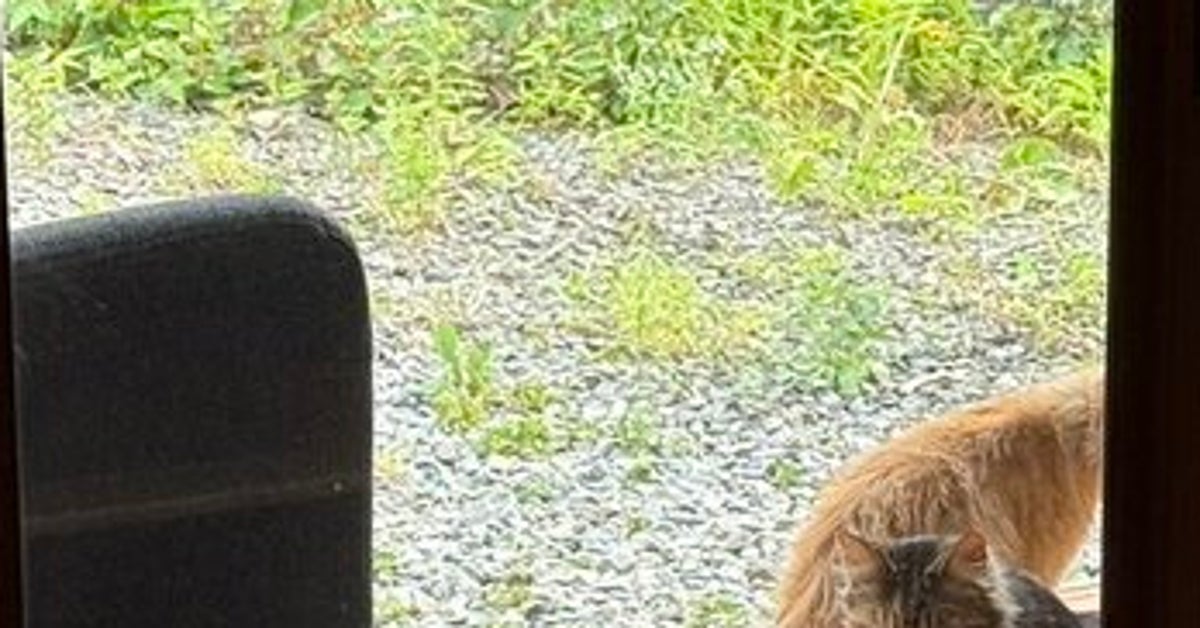 野良猫たちの「縁側集会」に子猫が初参加！⇨愛くるしい姿に「母猫から紹介されたのかな」