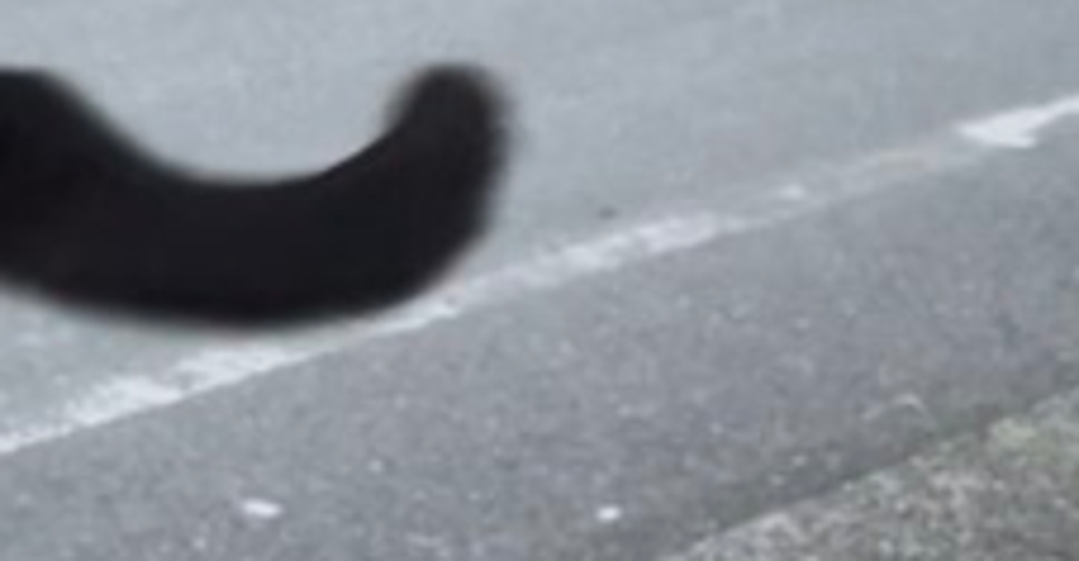 愛猫が散歩中、巨大なセミ化⇨街路樹に張り付く様子に「ニャンニャンゼミ」「持って帰りたい」の声