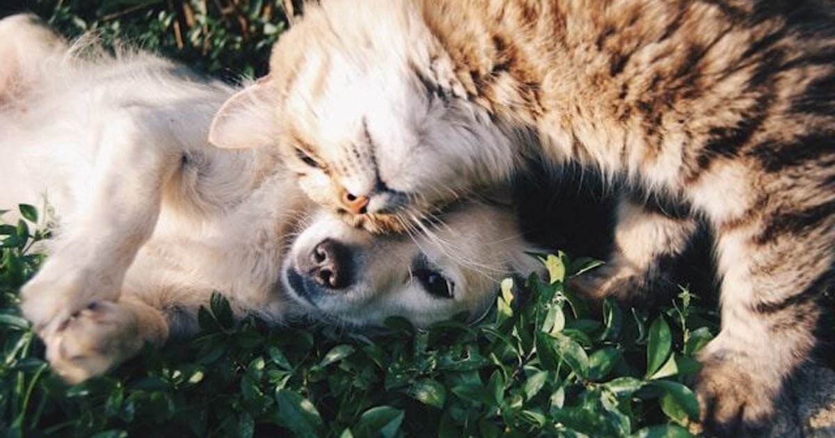 この植物・花、犬猫の飼い主は避けて 自宅ガーデニングや観葉植物にも注意 “身近な有毒植物図鑑”に「これは必要」の声