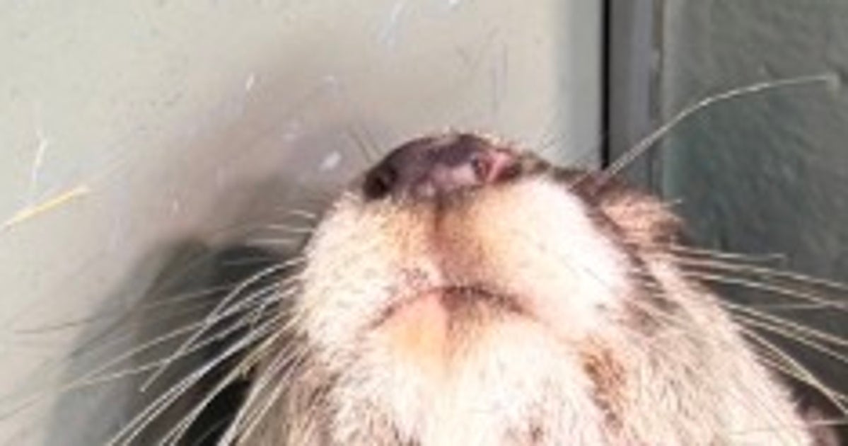 カワウソが爆睡するとこうなる⇨意外な寝相に「危機感がまるでないw」「無防備すぎる」と爆笑の嵐