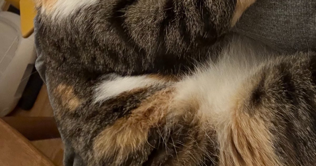 もう絶対離さない...！飼い主の胸にしがみつく愛猫ショットに「最高すぎる！」と15万「いいね」