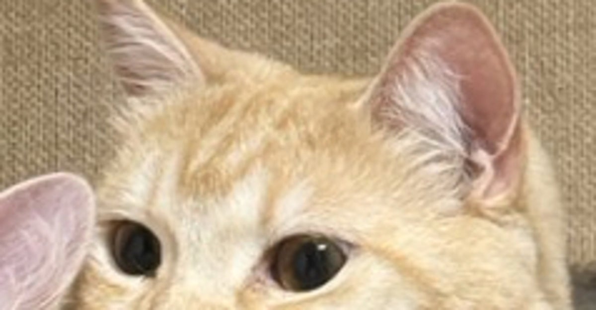 弟猫をぎゅっと抱きしめる兄猫にキュン⇨「オレの彼女感」「優しく手を添えてるの可愛すぎ」と反響