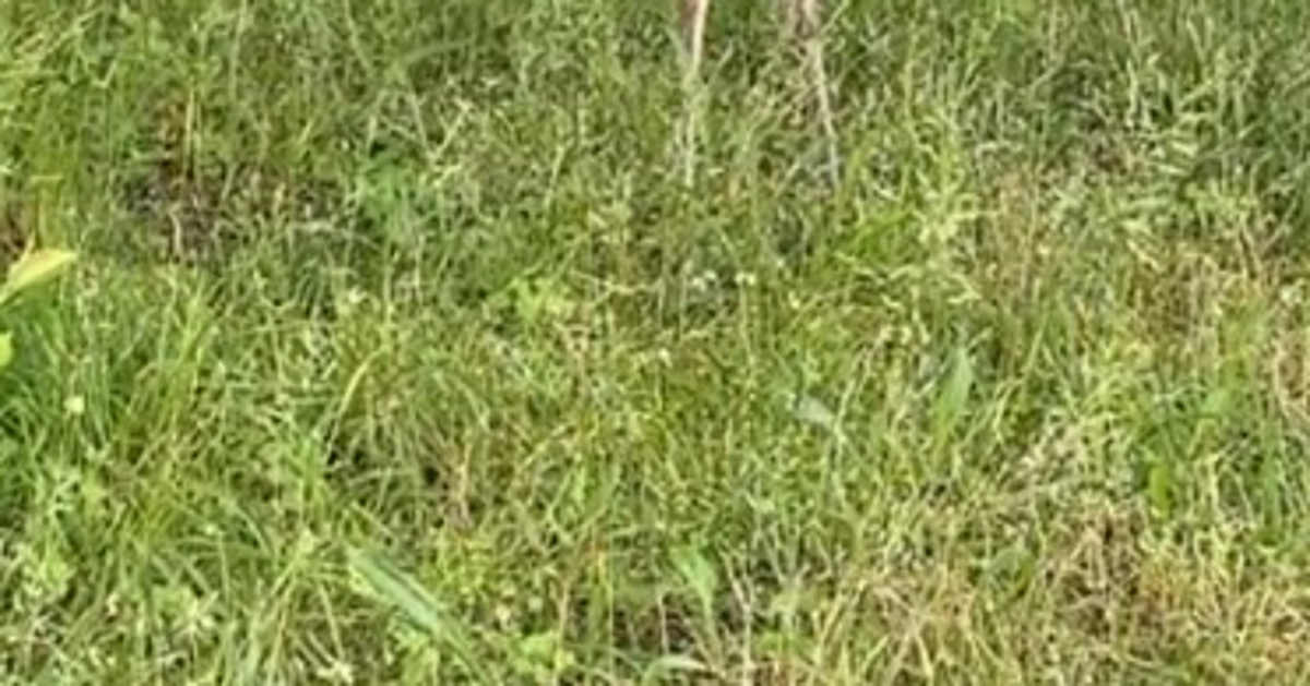 鴨川で“野鳥”に遭遇した京大農学部生⇨パッと出た感想に「文章のセンスさすが」「素直でええと思う」