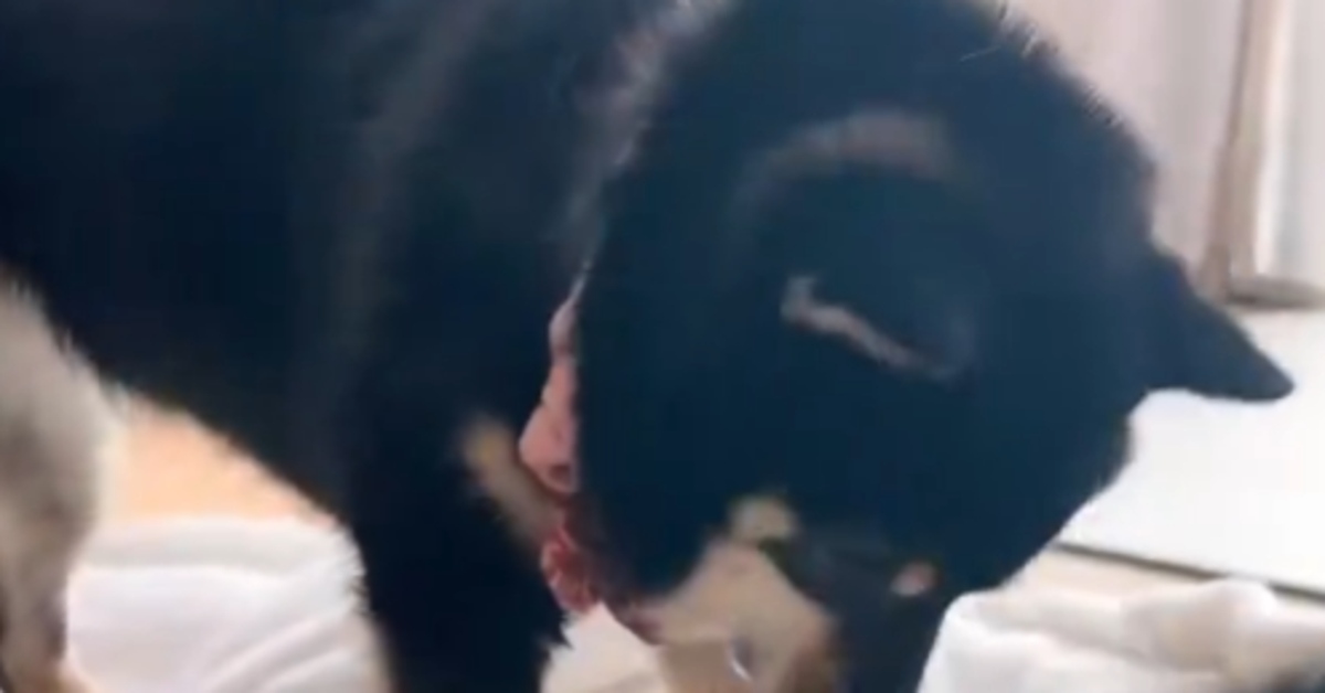 保護した子猫を先住犬の黒柴が寝かしつけ⇨「完全なお母さん」「優しさが溢れてる」と反響