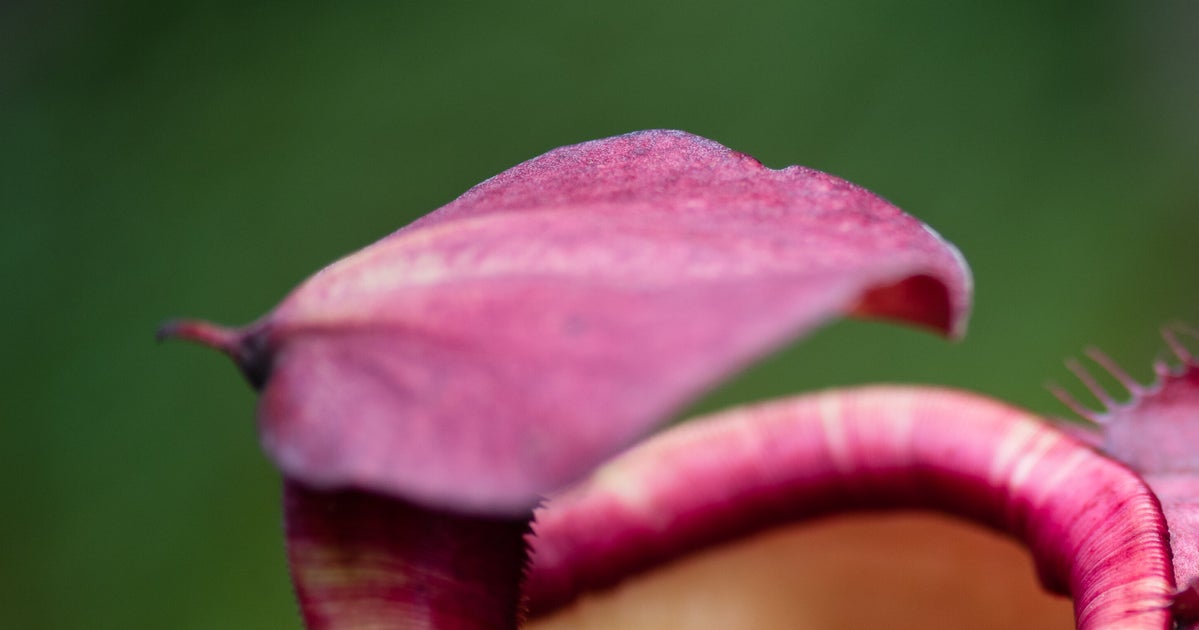 食虫植物オオウツボカズラ、“過去最大級”の捕食袋をつける⇨「唇のお化けみたい」「人間も飲み込みそう」