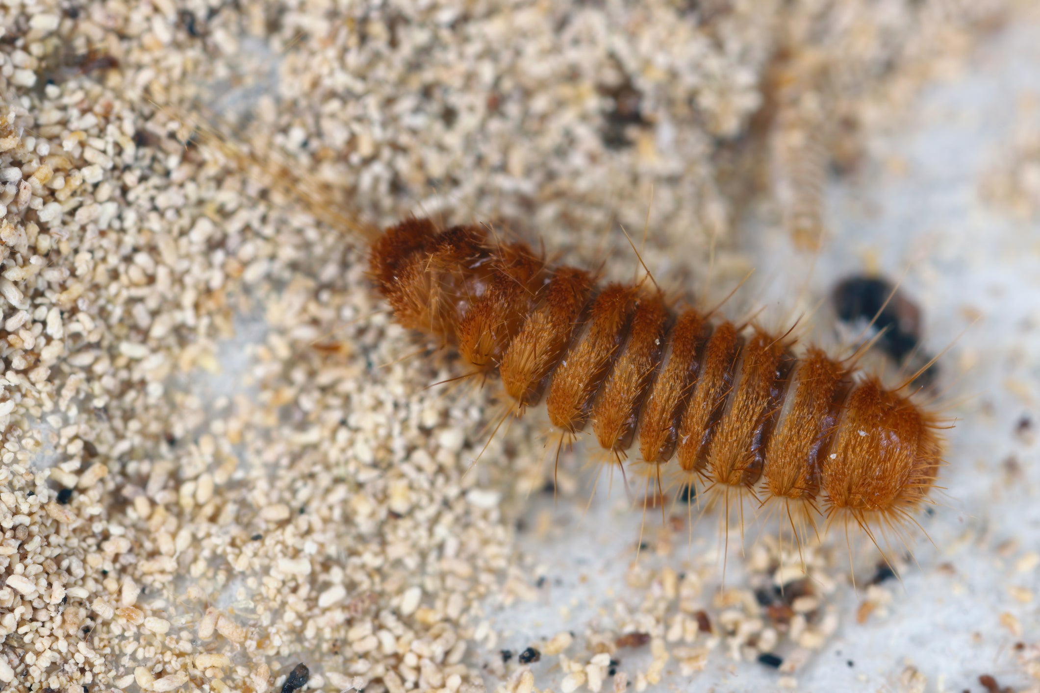 Why UK Households Should Watch Out For Sand-Like 'Dust'