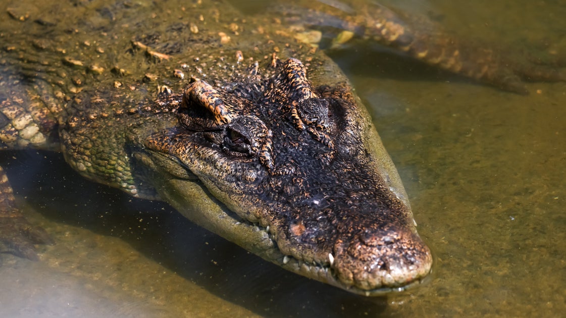 Zookeeper Jumped Into Crocodile Enclosure To Save Boy Zookeeper Jumped Into Crocodile Enclosure To Save Boy