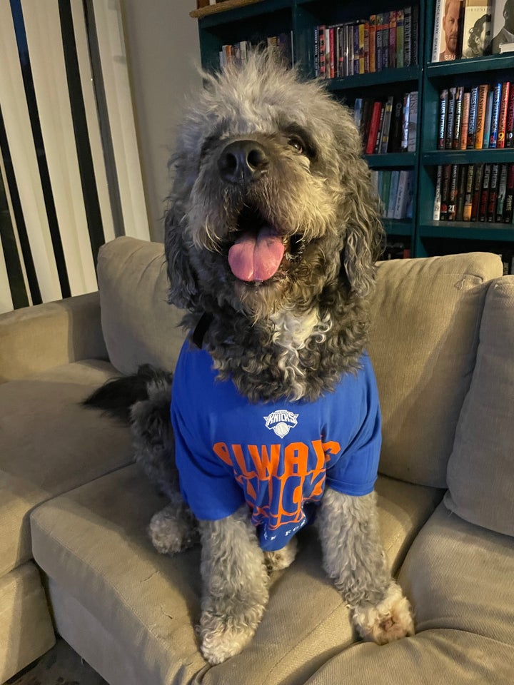 Jameson, the dog shot and killed by an LAPD officer, seen wearing his New York Knicks shirt.