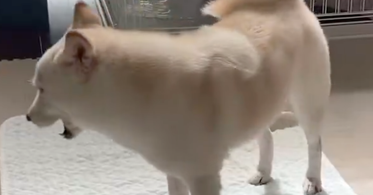 愛犬が必死に追いかける“謎の物体”⇨体の一部だと気づかない様子が「可愛すぎる!」と話題