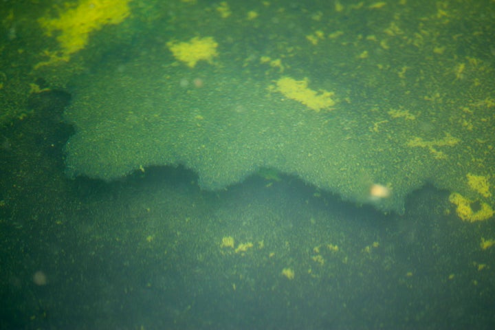 Seen through algae-laden green water, a section of recently applied sealant can be seen peeling up from the bottom of the Lincoln Memorial Reflecting Pool on June 18, 2026 in Washington, DC. (Photo by Chip Somodevilla/Getty Images)