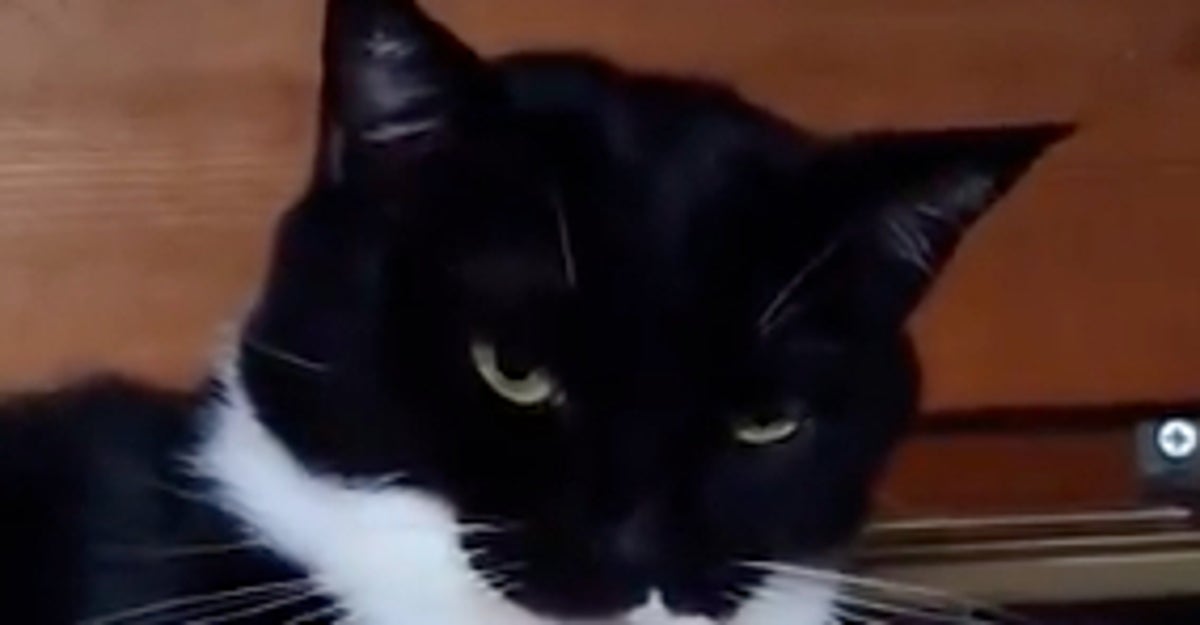 飼い主に懐かない猫、3年目にして“しぶしぶ”遊びに付き合ってくれる⇨「しゃーなし感w」「まんざらでもない」と爆笑