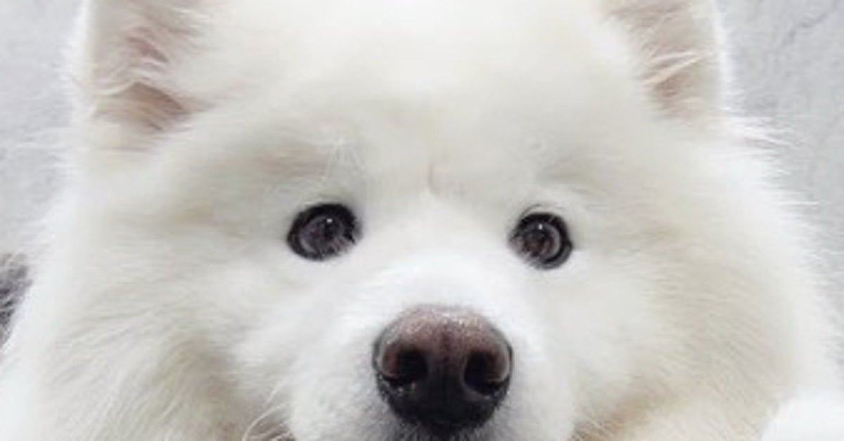 サモエド犬の抜け毛で指サックを作ったら、もふもふで最高だった⇨「指だけシロクマ」「手袋お願いします!」