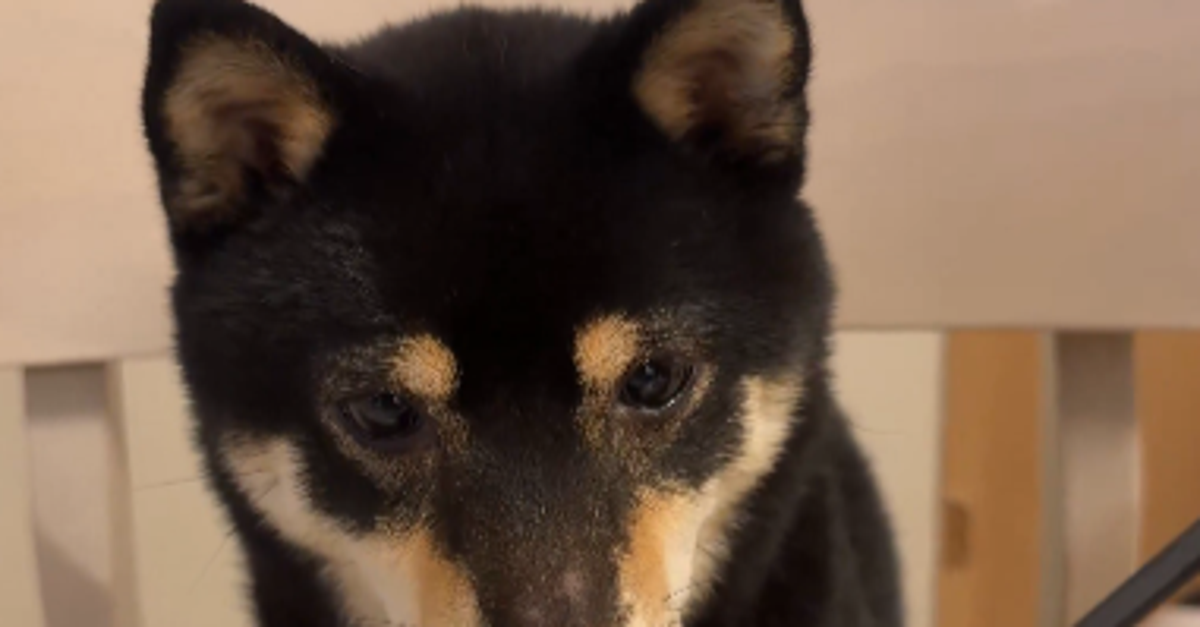 柴犬が“箸の先”に送る熱い眼差し⇨「可愛いが詰まってる」「人間でも嫌いな人多いのに偉い」と反響