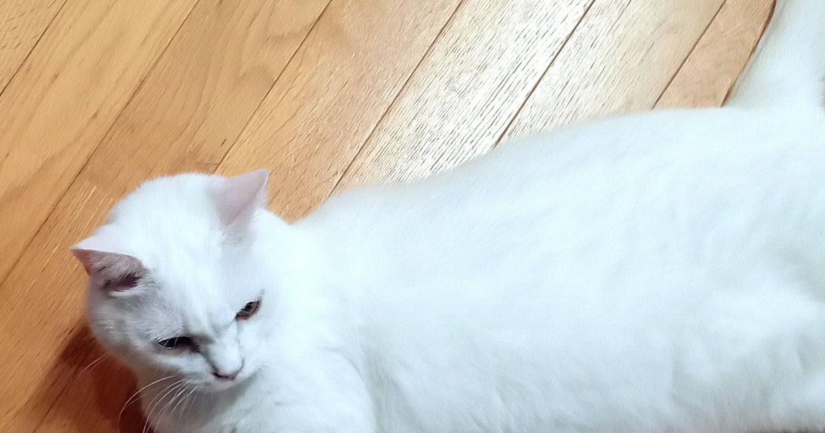 飼い主に「寝るよ」と告げられた愛猫の“阻止”が可愛すぎる⇨「ヤダ！って言ってる」「胸キュン」の声