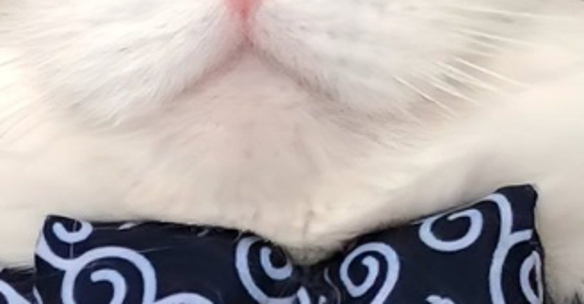 我こそは“おにぎり猫”なり⇨ふっくふくでモッチモチ顔の愛猫に「何詰まっとるん？」と爆笑