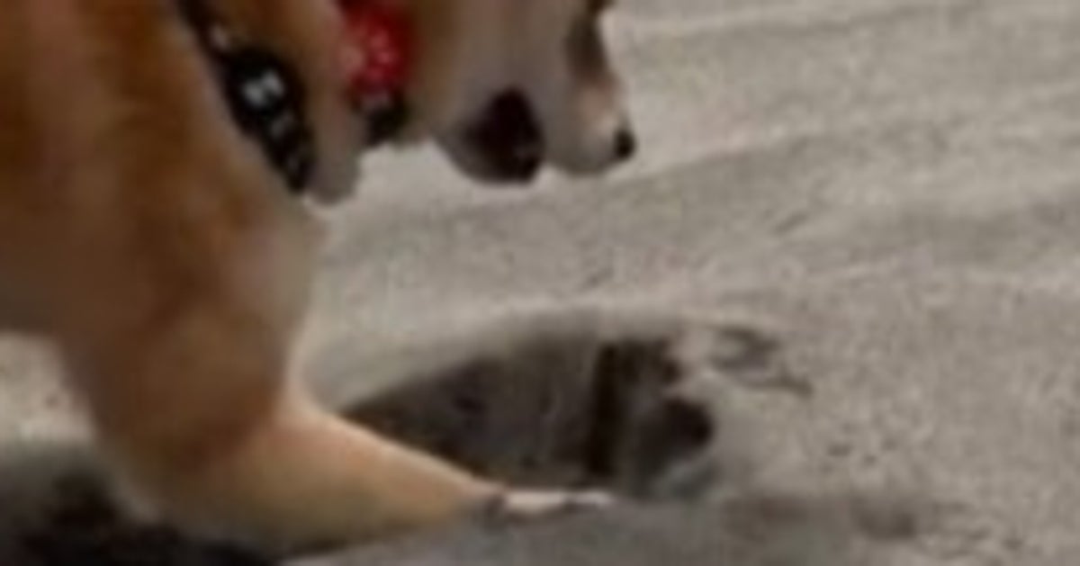 柴犬の特技、その衝撃のスピード⇨「天才すぎる！」「立ち去る表情も最高」と話題に