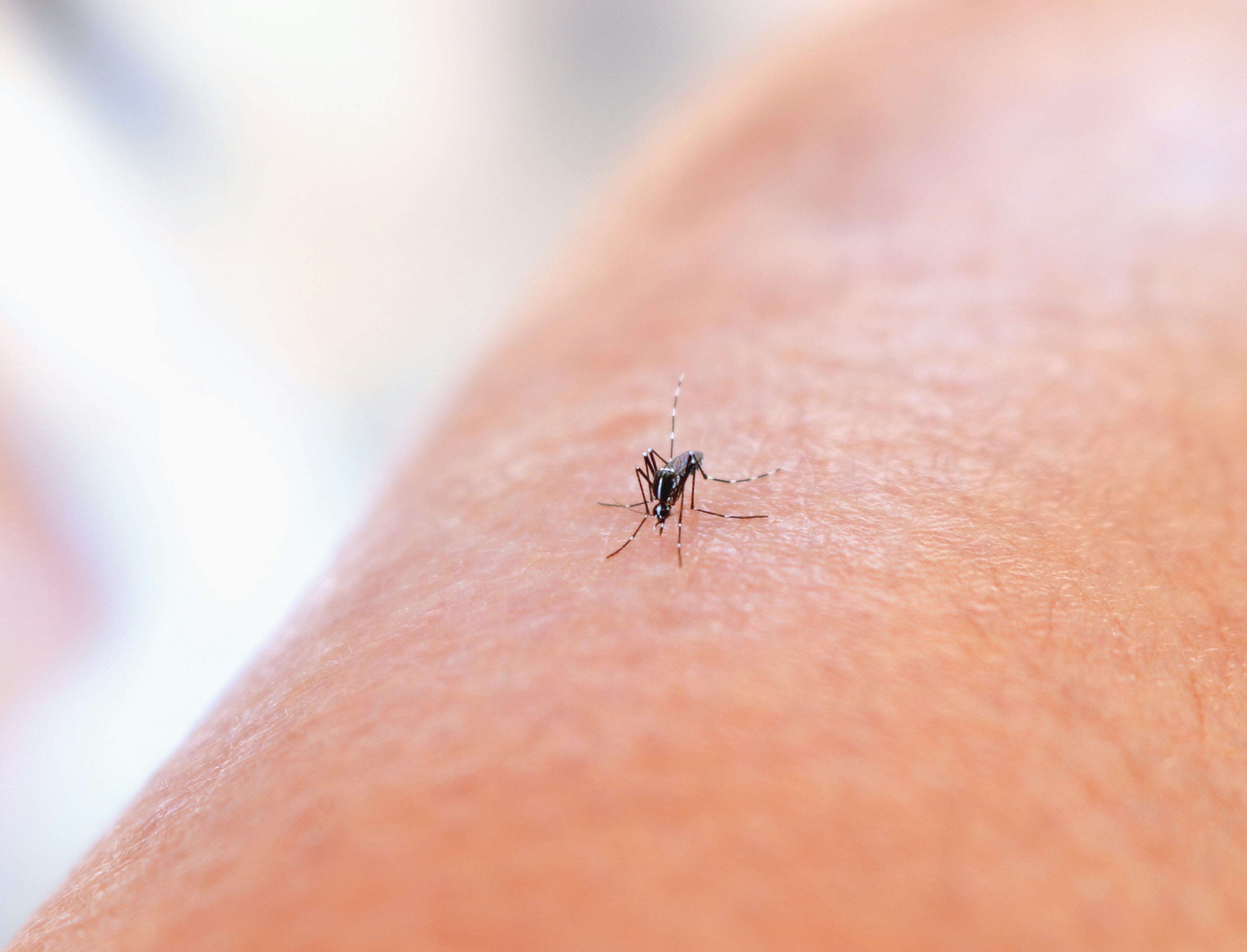 The Worst Food And Drink To Consume If You Hate Mosquitoes