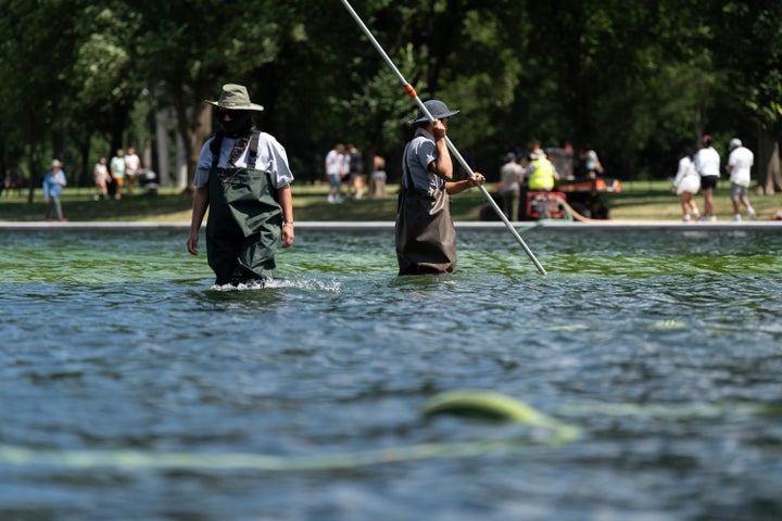 Members of the National Park Service use a vacuum-like device to remove algae from the Lincoln Memorial Reflecting Pool on June 19.