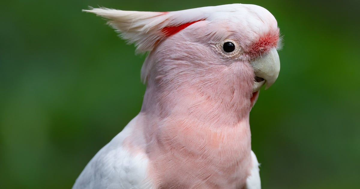 同じ鳥とは思えない…！世界一美しいオウムの“変化”に反響⇨「まるで別鳥！」「どっちも可愛い」