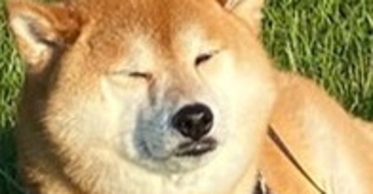 せっかく来たのに…。広い公園まで連れて行った柴犬、寝てしまう。「いい顔してる〜」「ある意味、満喫」