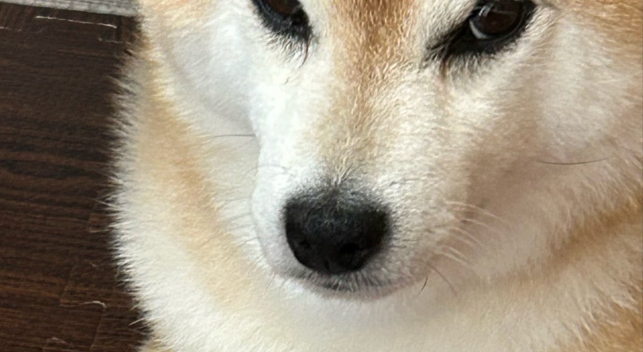 人間の弟の遊びをひっそりと邪魔する柴犬の姉。「やり口がwww」「圧を