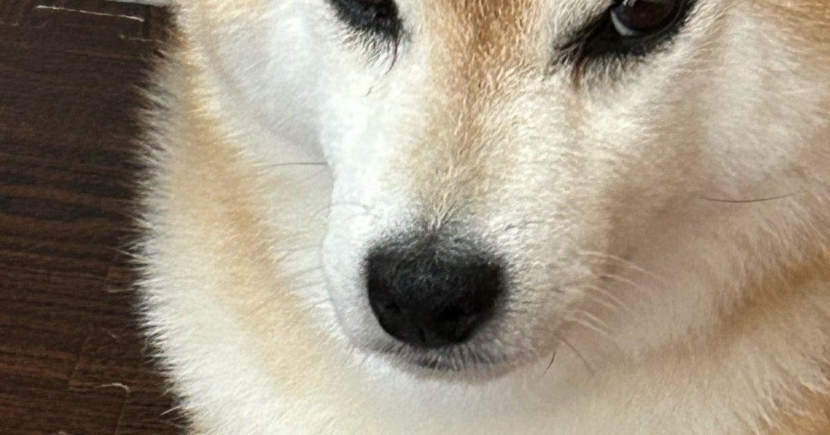人間の弟の遊びをひっそりと邪魔する柴犬の姉。「やり口がwww」「圧を感じるｗ」と爆笑