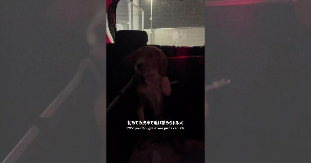 初めての洗車にびっくり！後部座席で焦るビーグル犬に「可愛すぎる」「絵に描いたようなあたふた」の声