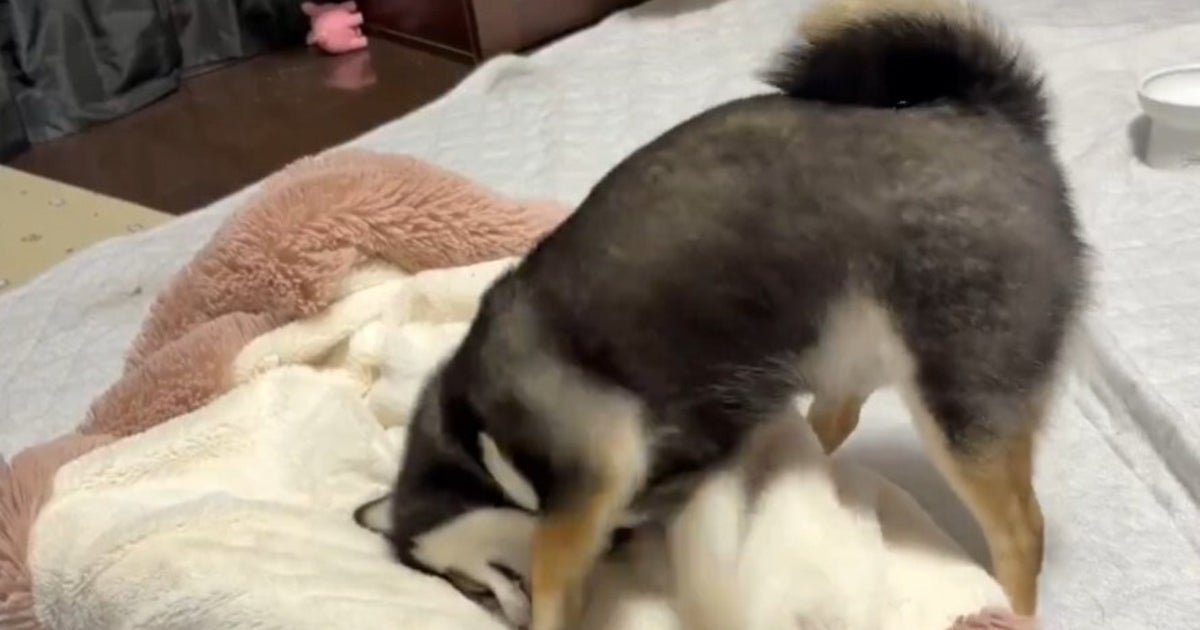 柴犬の眠る前の儀式が強烈インパクト。「早送りじゃないんですね」「鎮まれ、鎮まりたまえ!」と爆笑の声