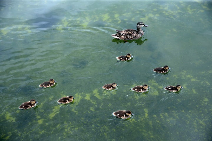 A duck and ducklings swim in the Lincoln Memorial Reflecting Pool in Washington on June 18, 2026.