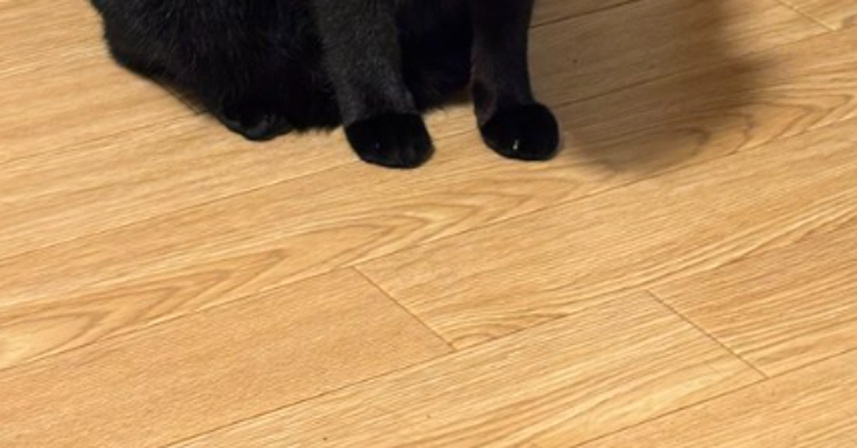 飼い主が足つった⇨ピンチを狙う愛猫の“眼差し“にネット騒然「獲物見つけた顔w」「カウントダウン開始」