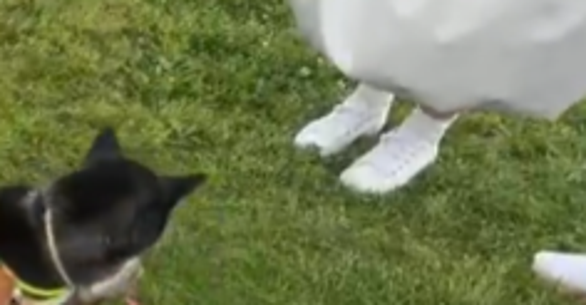 柴犬の集まりが社内会議みたい...⇨見事な陣形に「今日の議題は？」「一匹だけ猫が混ざってない？w」と反響