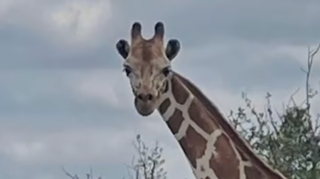 Escaped Giraffe Named Gracie On The Loose In Texas And No One Can Find Her