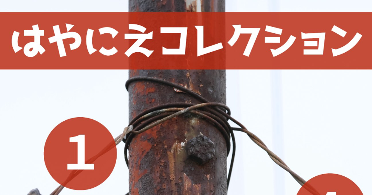 野鳥の“食料ストック”がまるでビュッフェ⇒「すごく有能」「完全にドヤってますねw」の声