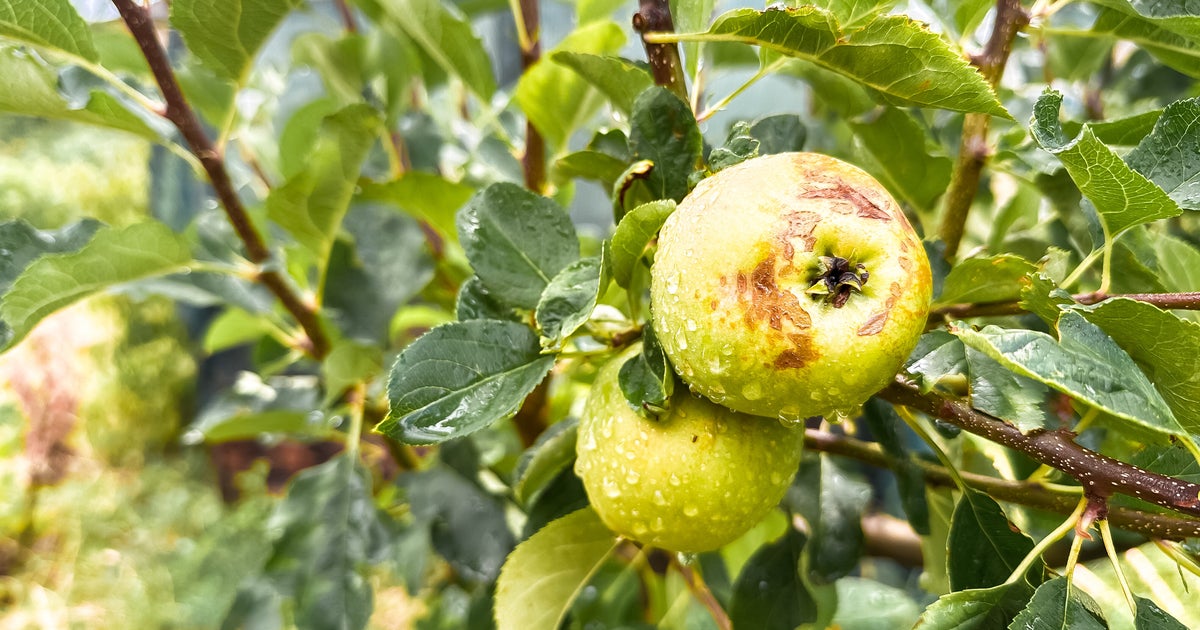 その白いフワフワ、幻想的だけど中国原産の害虫です。「庭のいたる所に」「我が家にもやってきたか」目撃相次ぐ