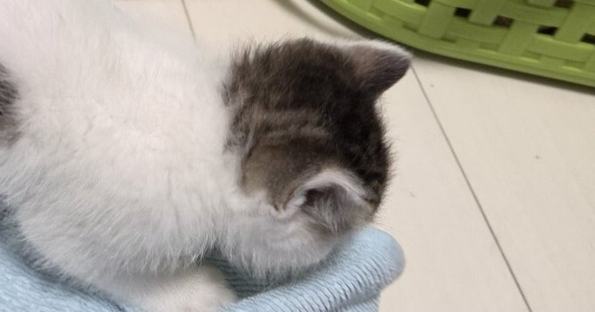 保護した子猫の白いお腹に“ハートマーク”がくっきり⇨「可愛い」「癒し度上がるよね」の声