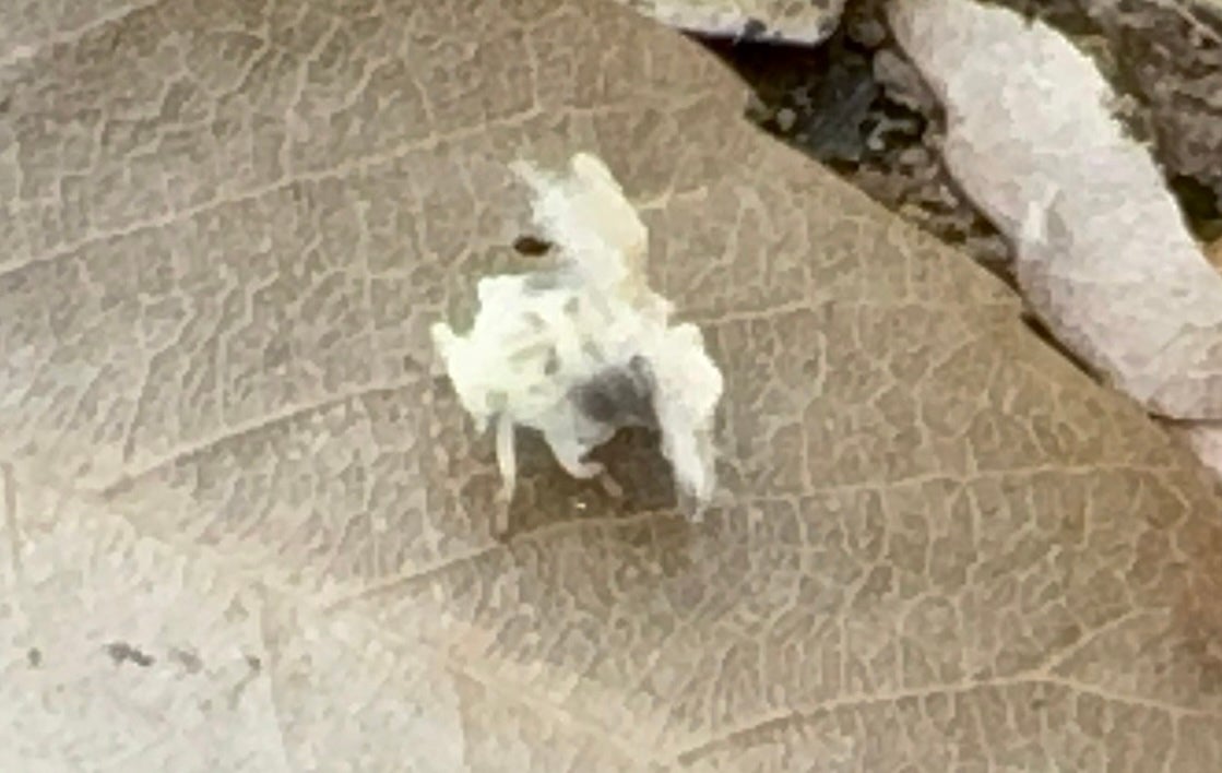画像】その白いフワフワ、幻想的だけど中国原産の害虫です。「庭の