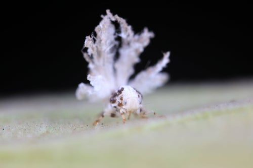 画像】その白いフワフワ、幻想的だけど中国原産の害虫です。「庭の