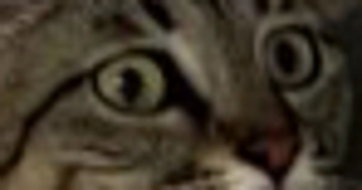 猫がいないと思ったら… ⇒飼い主も驚くまさかの場所に「どうやって登ったんや」