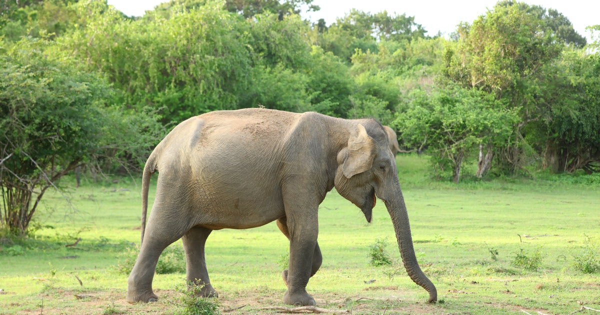ゾウの鼻ってすごい…！周南市徳山動物園の投稿に「よく見つけたね」「器用すぎる」と驚きの声