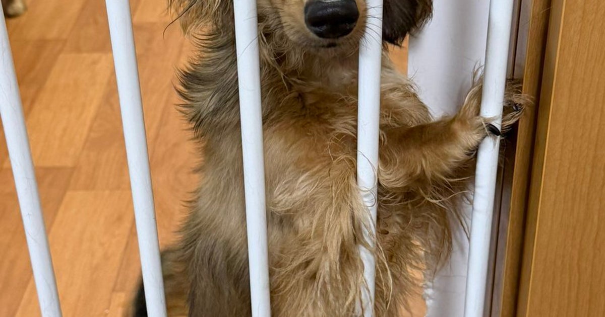 「振り向いたらこれ」犬の圧強めアピールにSNS爆笑「元気出た」「面白いで片付けるのもったいない」