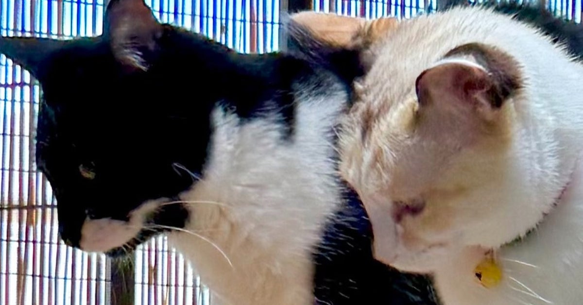 猫3匹が一点をガン見。その視線の先は…⇨「ただ事じゃない」「猫たちの観光名所化してる」の声