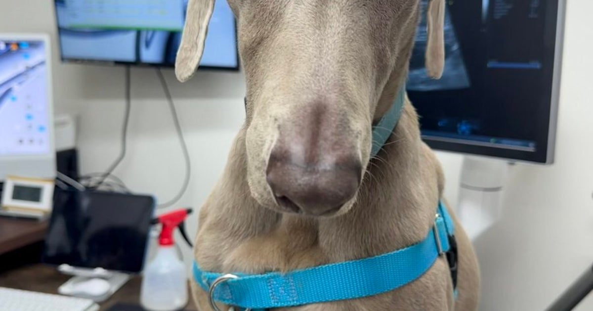 病院が苦手すぎる犬⇨見ているこっちまで切ない診察前の表情に「感情ダダ漏れ」「がんばれ!」と反響
