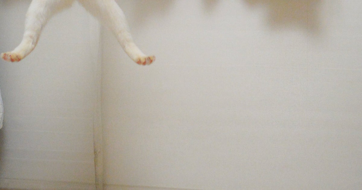 ビョーンと飛び跳ねる猫の表情がハッピーすぎる⇨奇跡の1枚に「ニャッホーイ」「めっちゃ楽しそうやん」