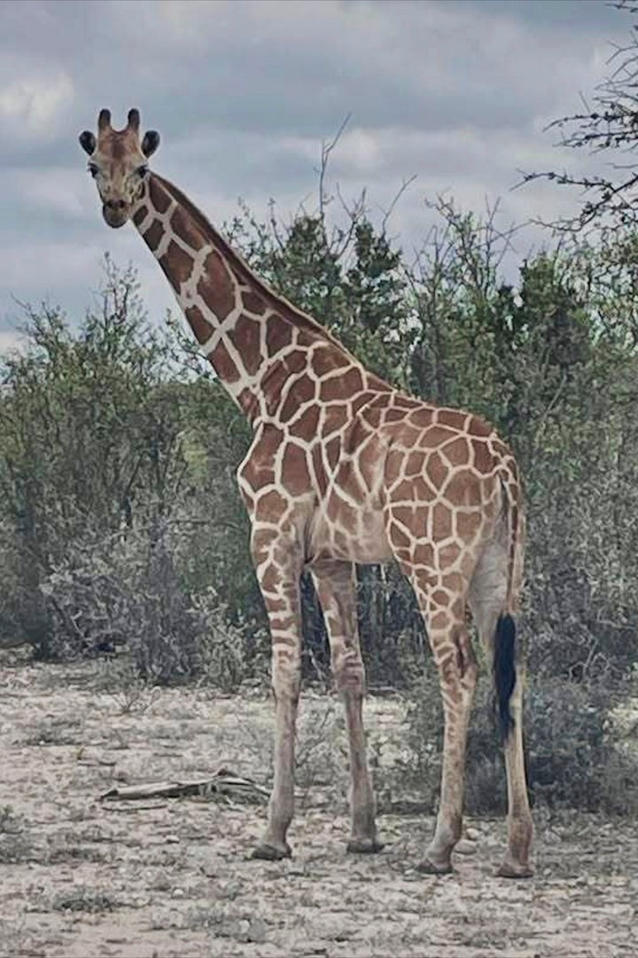 This undated image provided by Vic Jones shows Gracie, a giraffe whose owner says went missing in Texas, in Uvalde County, Texas. (Vic Jones via AP)